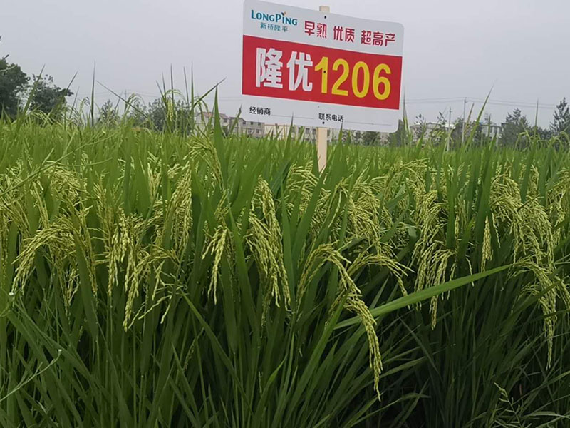隆優1206