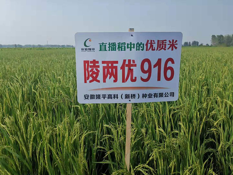 陵兩優916
